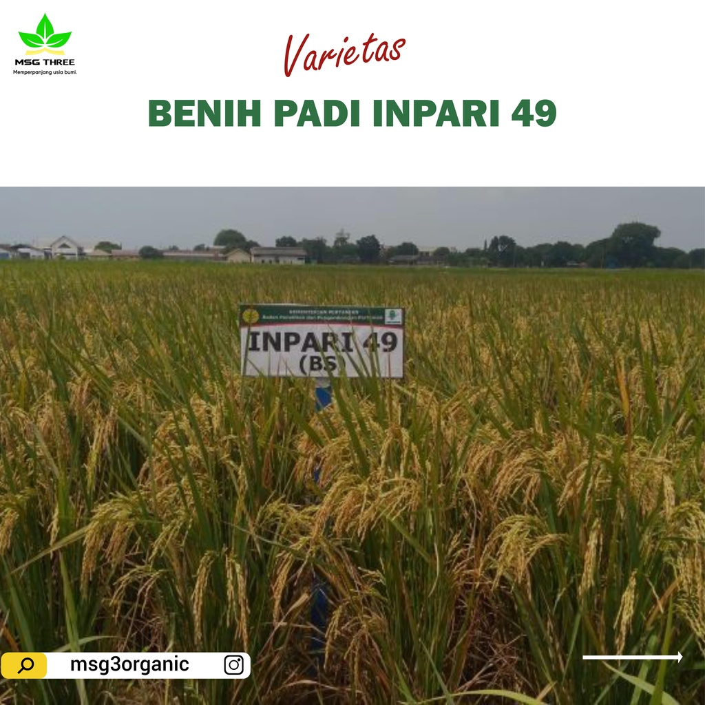 Benih Padi Inpari 49 Jembar Kemasan 5kg