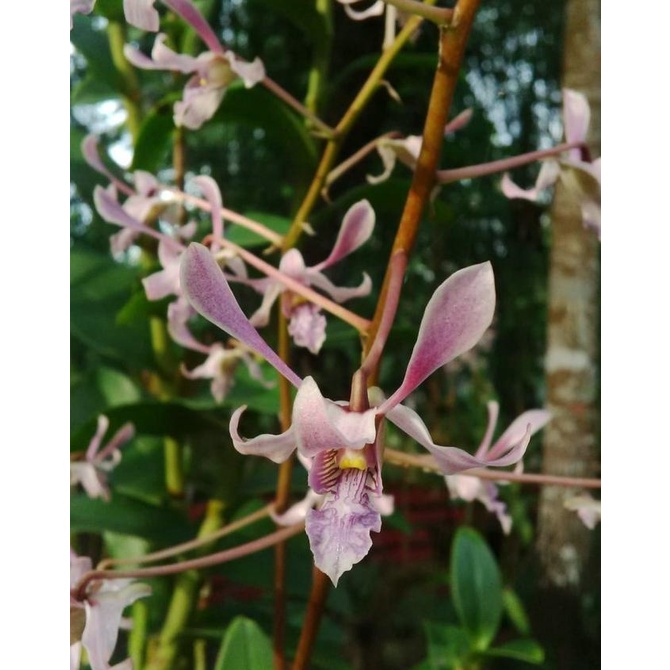 Dendrobium lineale blue DEWASA JUNGLE