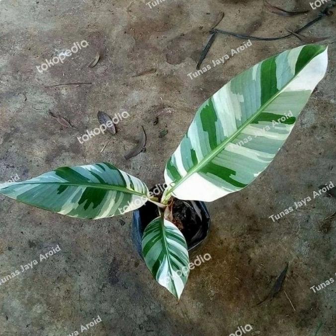 BONGGOL pisang variegata musae (beli3 ekonomis)