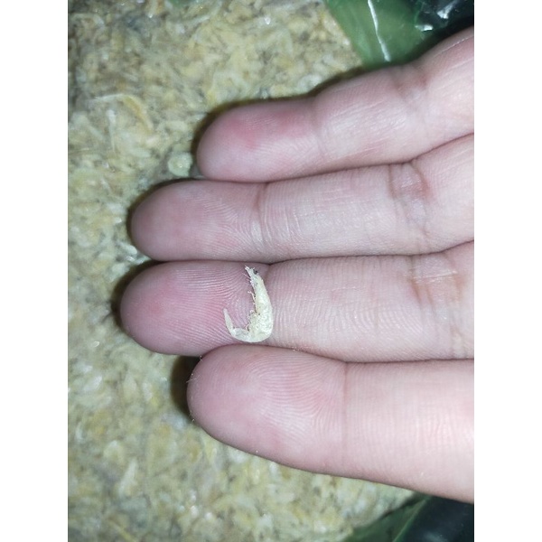 

Udang Rebon Kering Kualitas Premium Kemasan 100 Gram