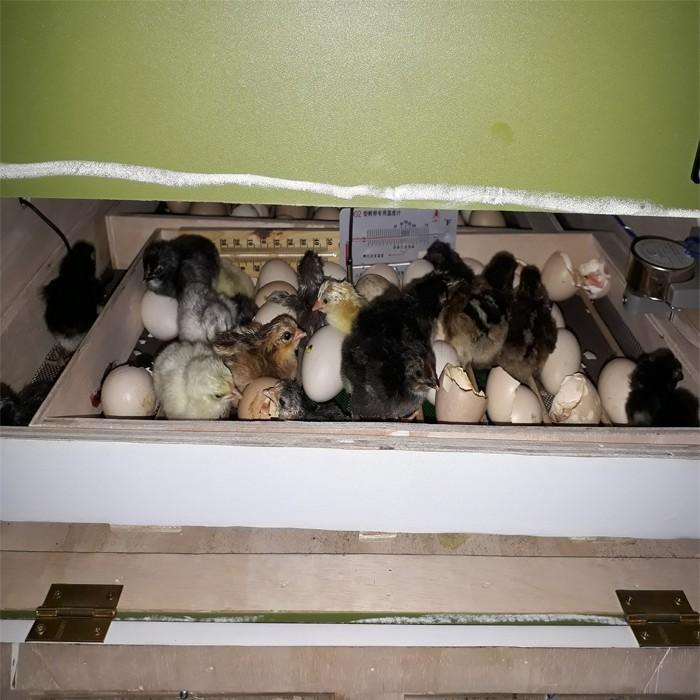 Mesin tetas telur full otomatis kapasitas 20 sampai 25 telur