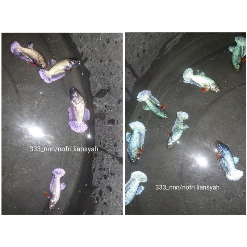 PLAKAT AVATAR BESGEL COOPER DAN GORDON SIZE M+