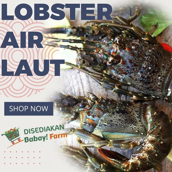 

Lobster Air Laut Pasir 500 gr 1 kg Cangkang Utuh / Kupas