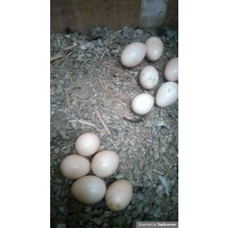 

telur ayam serama