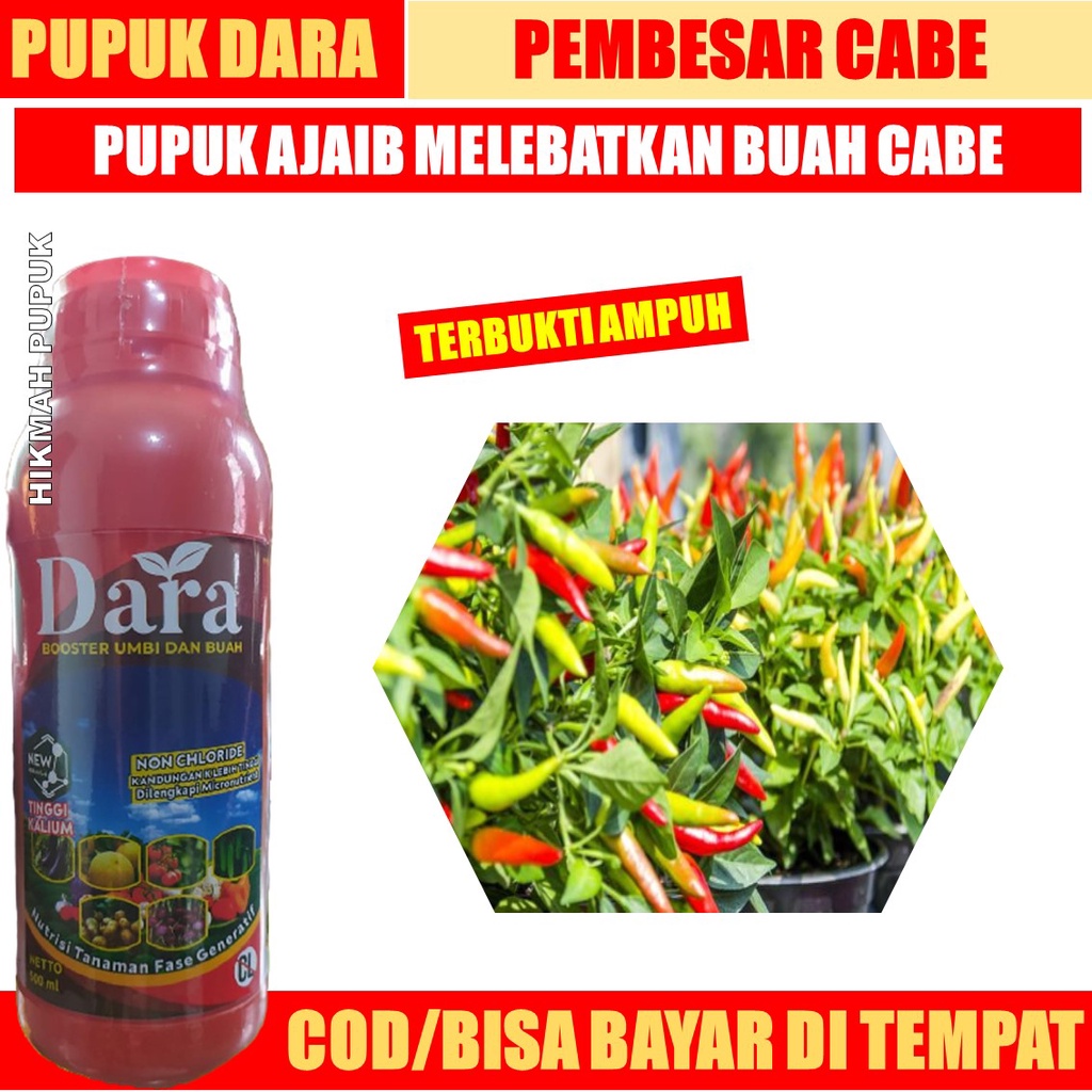PUPUK CABE DARA BOOSTER CABE ISI 500 ML – PUPUK MELEBATKAN CABE – PUPUK CABE RAWIT – PUPUK CABE / CA