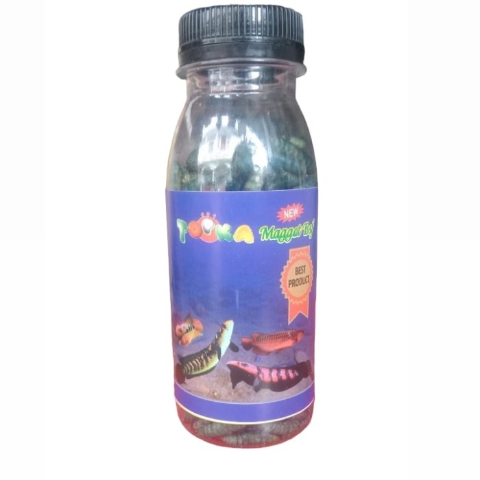 pakan ikan predator maggot kering - maggot blue