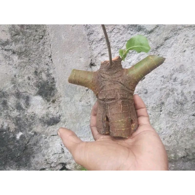 stek batang bonsai LOA FREES JUMBO 2k