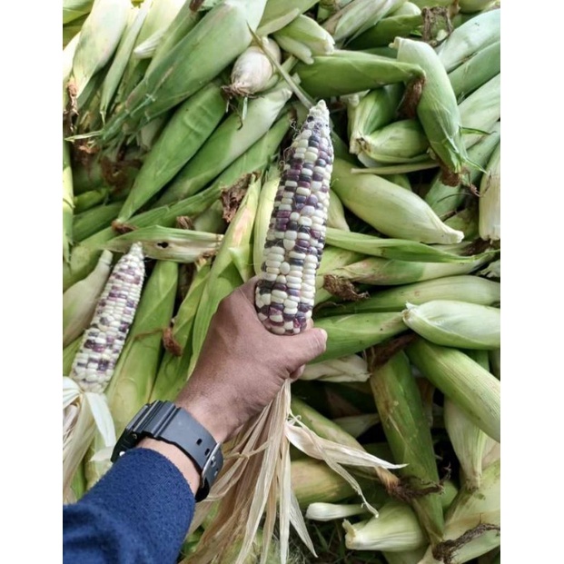 

Jagung Batik Ungu Putih