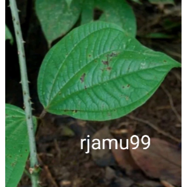 

Daun Gadung/ Godong Gadung Segar 100 lembar