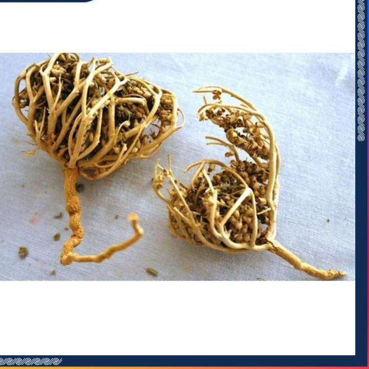 

Promo [KI3] HERBAL PELANCAR PERSALINAN RUMPUT FATIMAH SANGAT BAGUS BUAT IBU HAMIL JUGA, ORIGINAL ARAB SAUDI