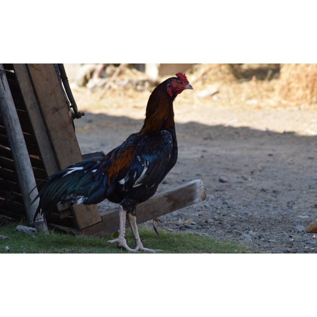 Ayam Kampung Super Jantan dan Betina Hidup Berat 1-2 Kg - Ayam Sehat