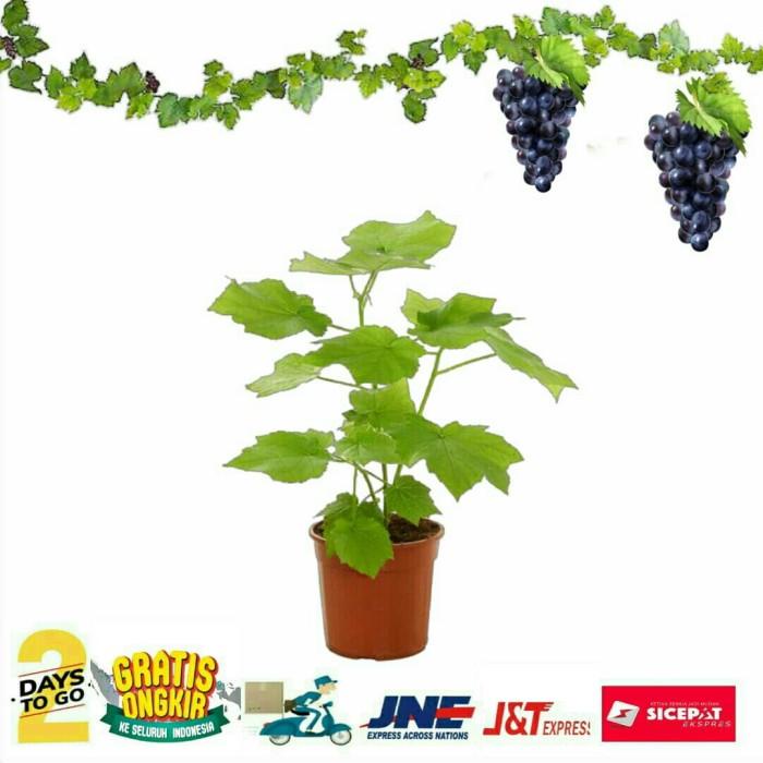 Bibit Pohon Buah Anggur Rambat