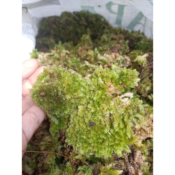 Lumut pinus / Moss lumut hidup Media Tanam