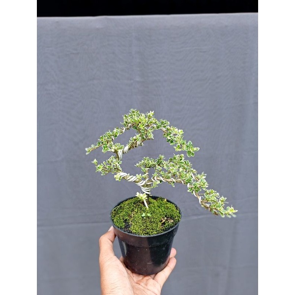 Bonsai Hingkip mirten variegata milten varigata