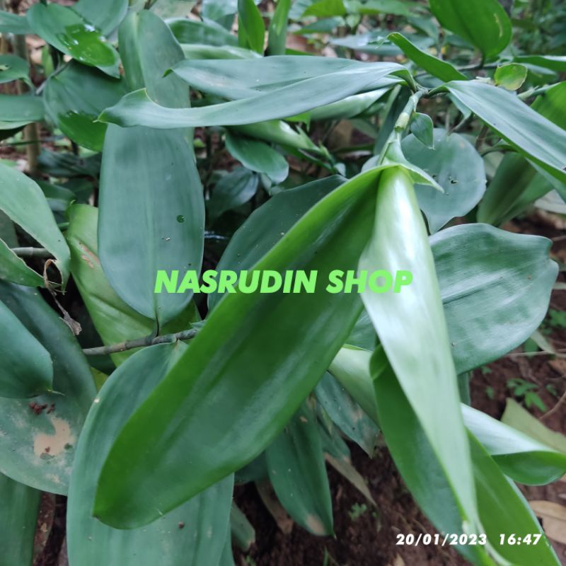 

[Fresh] BIBIT BAMBU JEPANG ORIGINAL BIBIT STEK BANGBU JEPANG DRACAENA SURCULOSA TANAMAN HIAS BAMBU