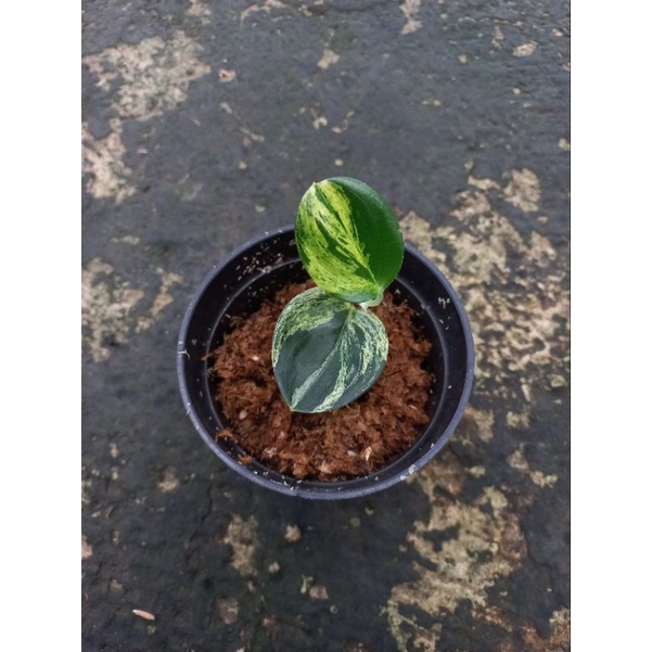 Scindapsus Treubii Dark Form Variegated/Scindapsus Treubii Dark Variegata