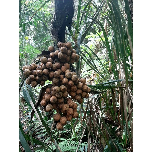 

Buah Rotan 250gram