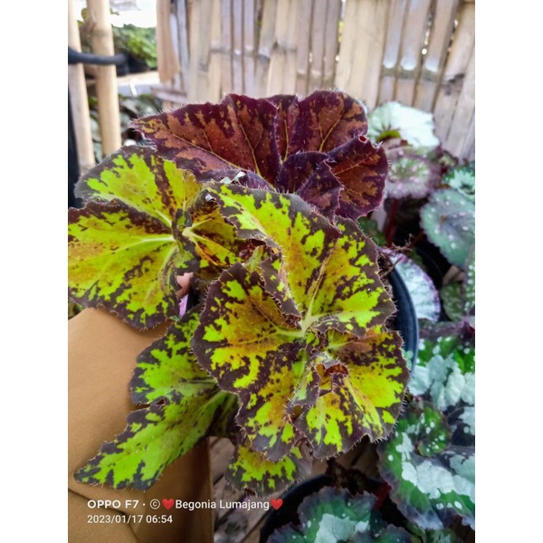 begonia sultan grek hambali remaja