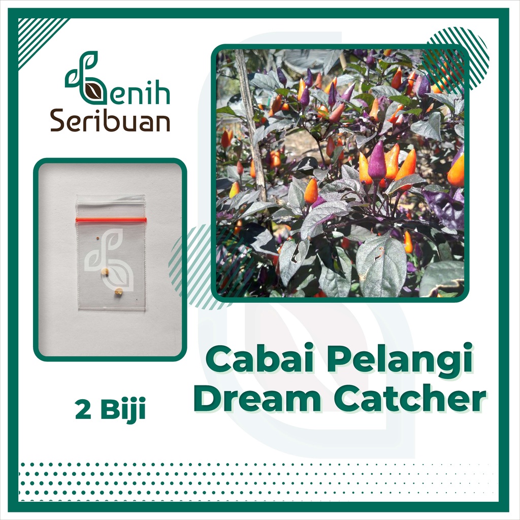 Benih Seribuan - 2 Bibit Cabe Pelangi Dream Cacther Rainbow Unggul