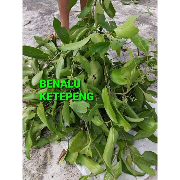 

DAUN BENALU KETEPENG KERING 1000 GRAM