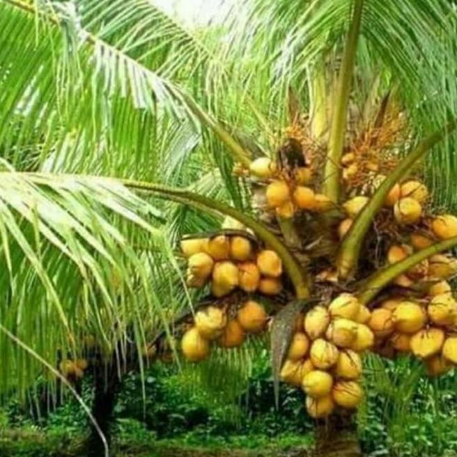 bibit kelapa genjah merah dan hijau bali 2 tahun berbuah rekomendasi