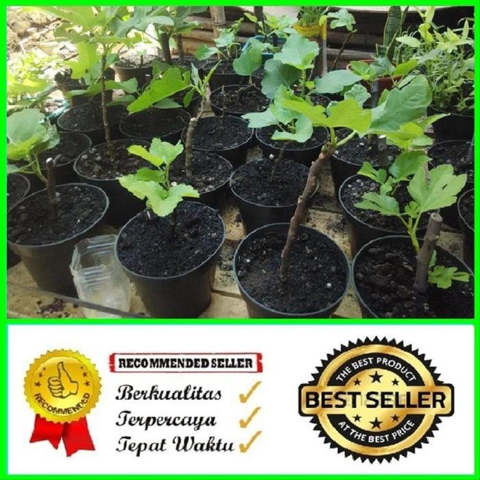 Bibit Tanaman Buah Tin Buah Ara Pohon Tin