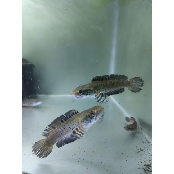 

Orna yellow lips 8-9cm