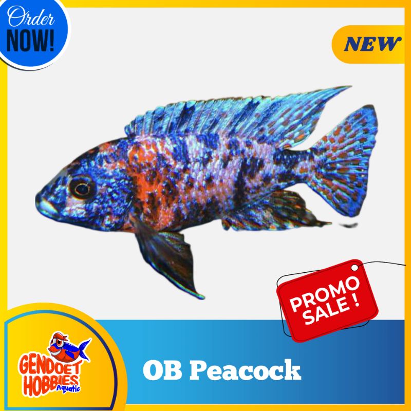 Cichlid OB peacock  Murah