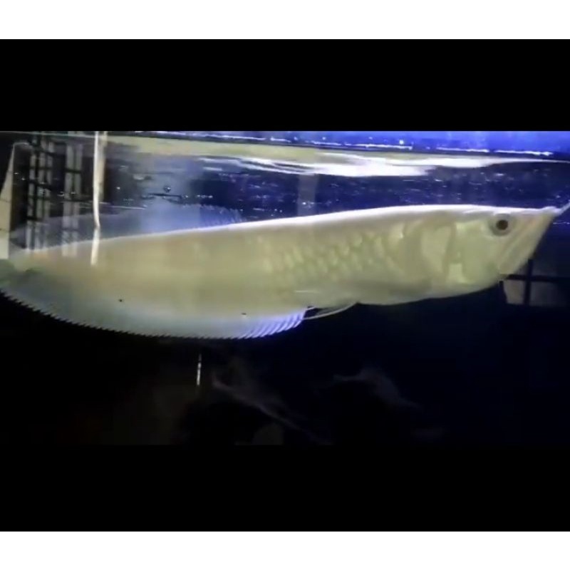 promohiasan akuarium arwana platinum uk 10-15cm