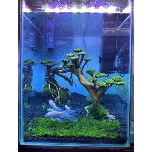 Perawatan Ikan Hiasan Aquarium bonsai aquascape + moss weeping