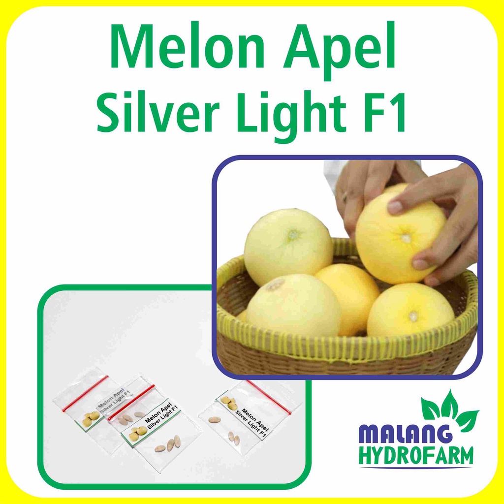 Benih Melon Apel Silver Light F1 Unggulan Berkualitas biji bibit repack buah putih mini segar manis 