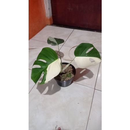 monstera variegata halfmoon