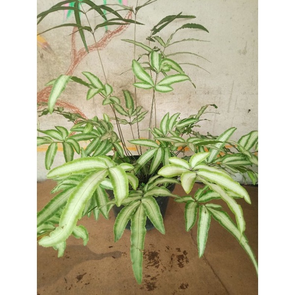 tanaman pakis pita/pteris cretica