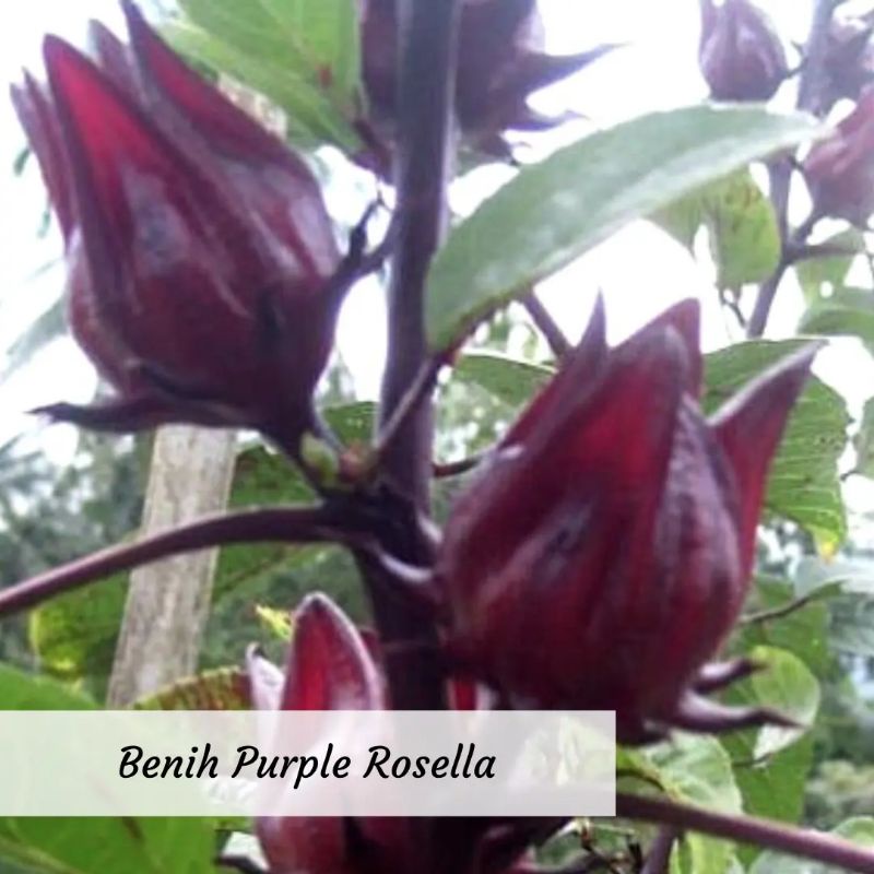 Benih Purple Rosella Benih Rosella Ungu