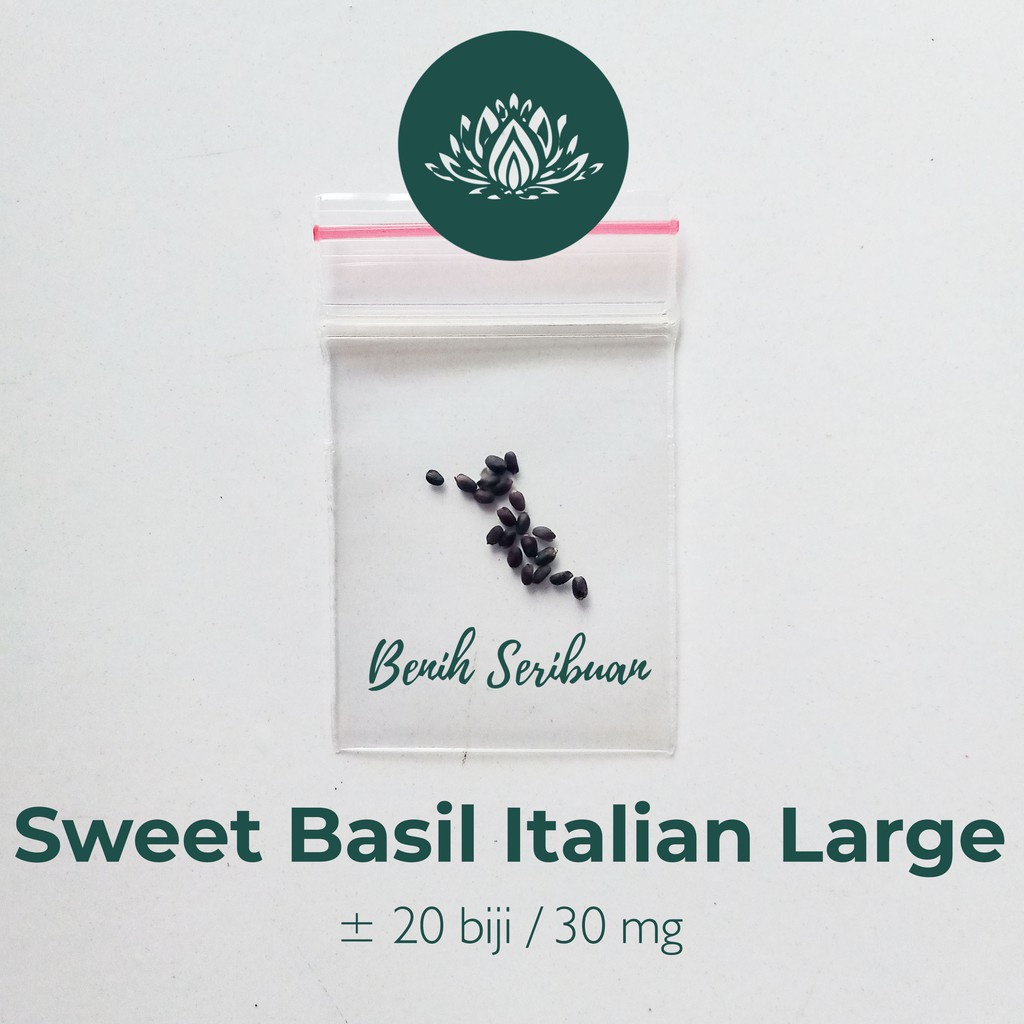 Benih Seribuan - 20 Bibit Herb Sweet Basil Italian Large Unggul