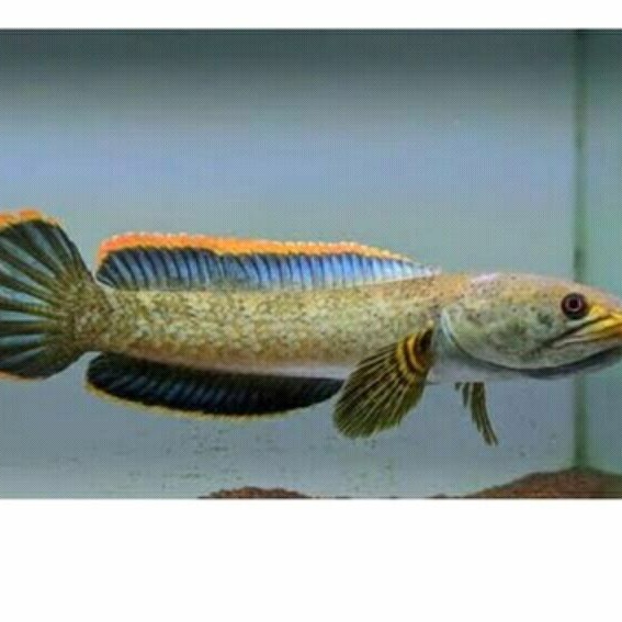 channa limbata galak 9 cm