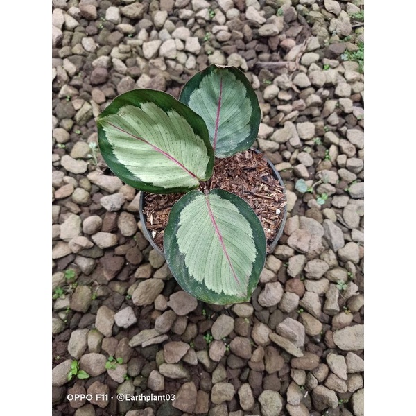 calathea Corona