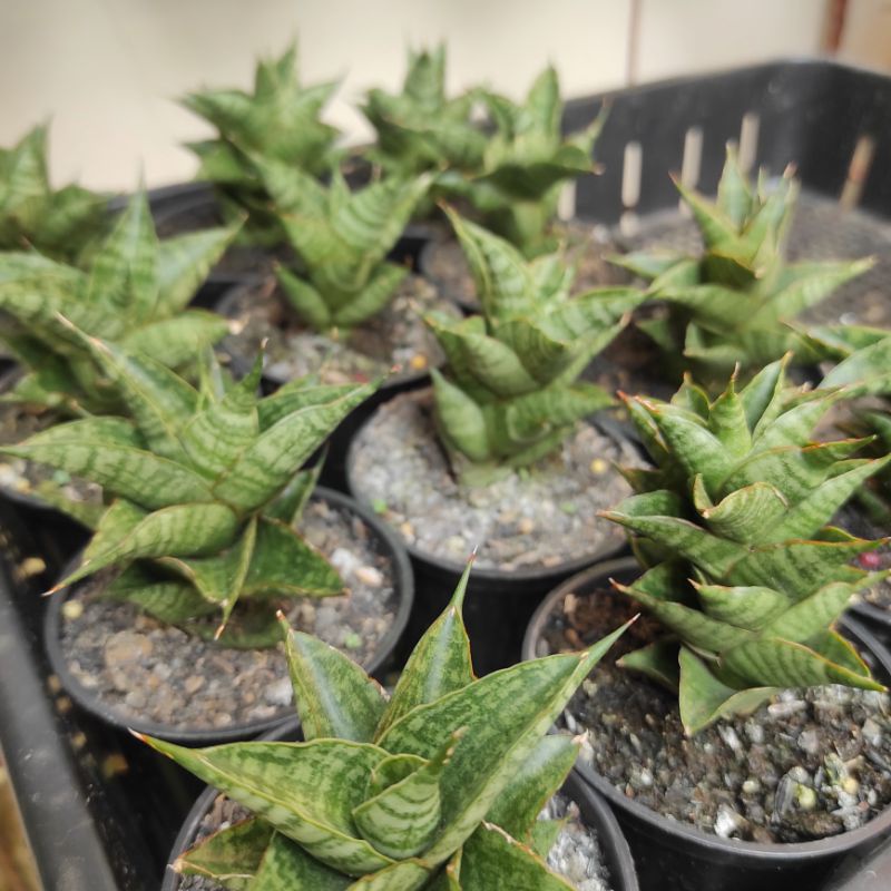 Sansevieria Hybrid Sindoro anakan