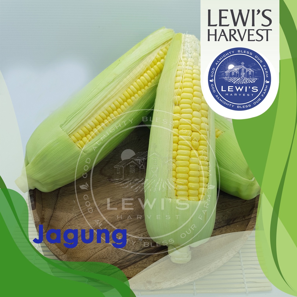 

Jagung fresh