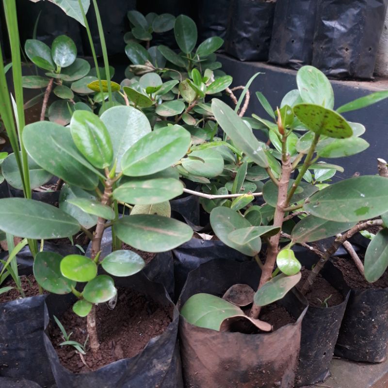 Bibit beringin dolar/dolar mikro/dolar mangkok/bahan bonsai(beli 5 gratis 1)