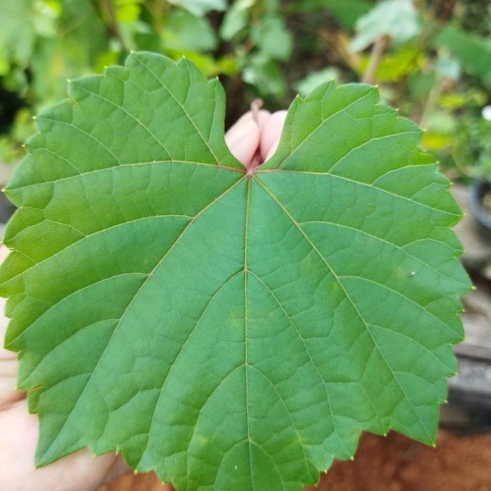 Promo Cutting Rootstock Anggur Kober 5Bb