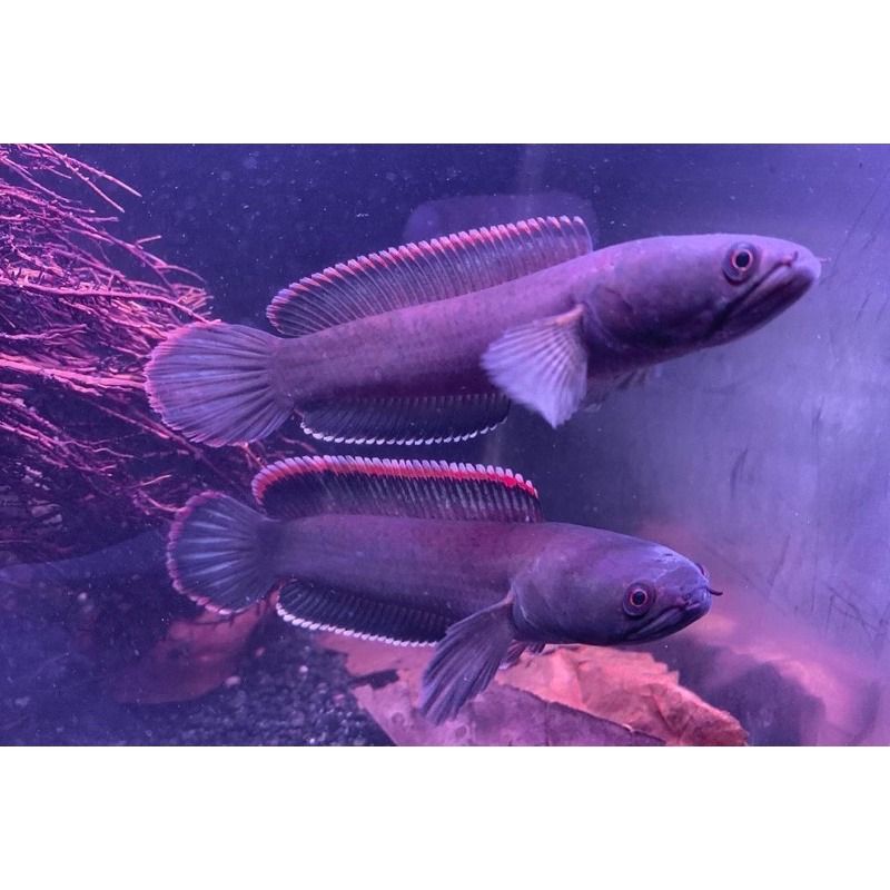 channa cana chana  limbata 1 pasang 2 pcs size 10-22 cm