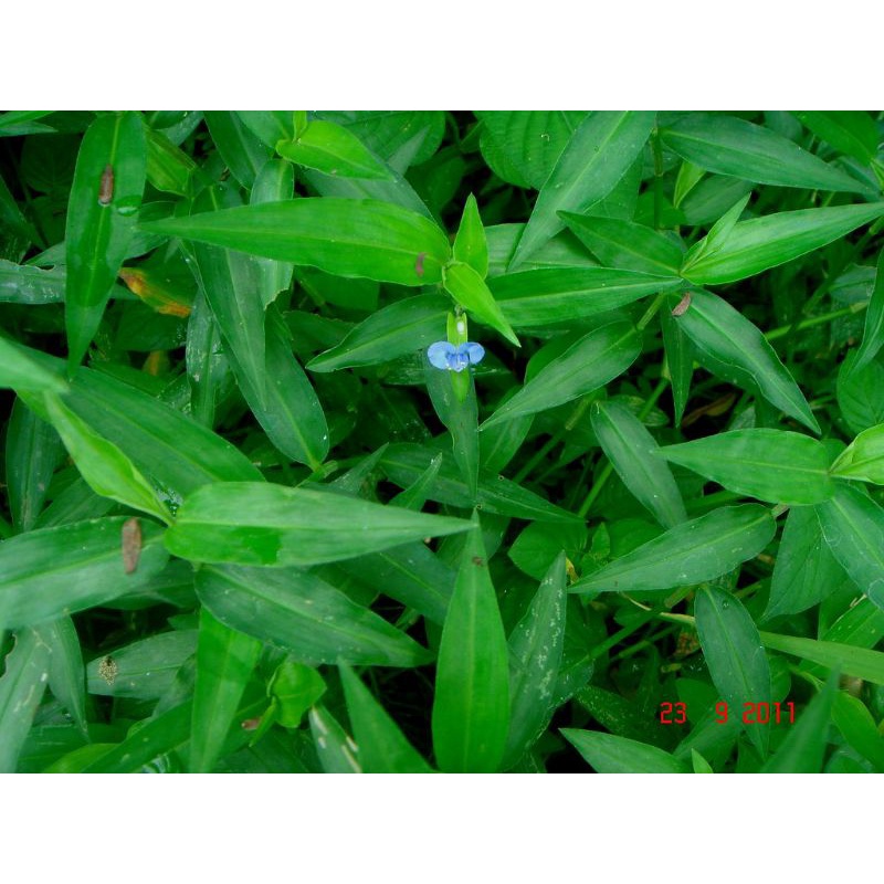 tanaman rumput gewor 500gram fres langsung petik obat herbal,obat tradisional