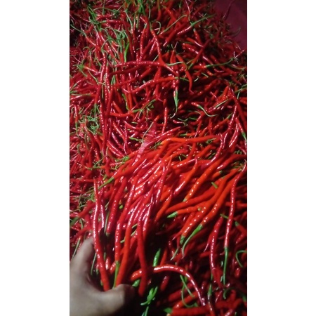 

cabe kriting segar