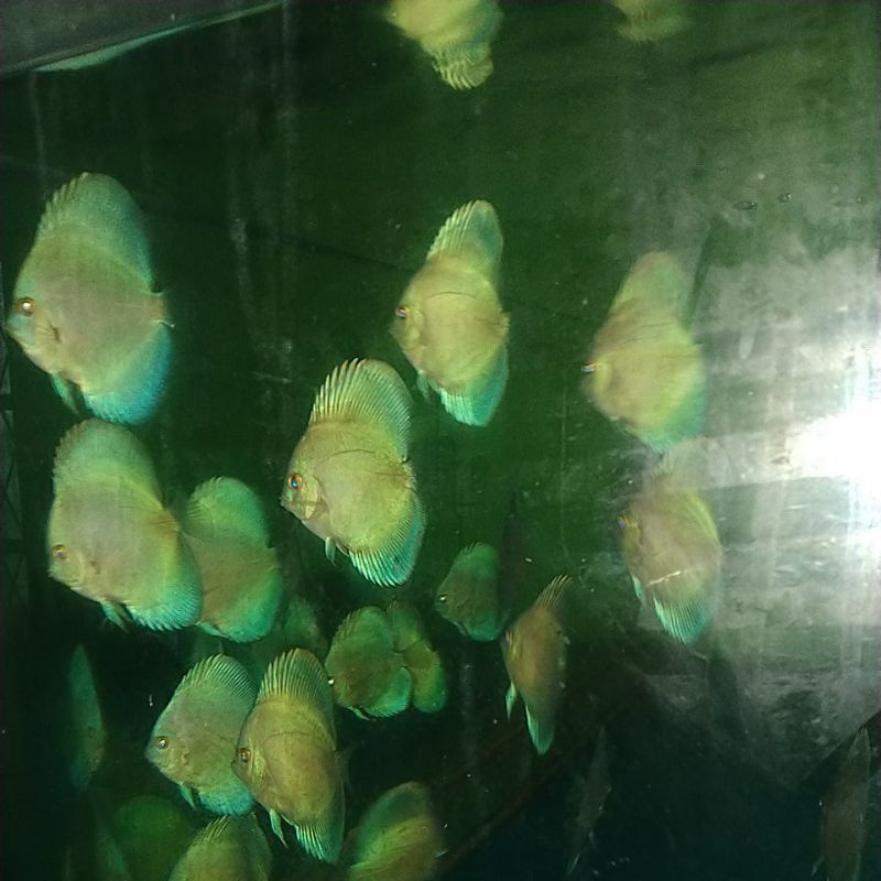 discus blue diamond, ikan discus, ikan hias lain