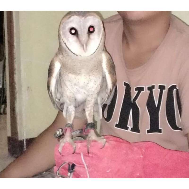 Tyto alba