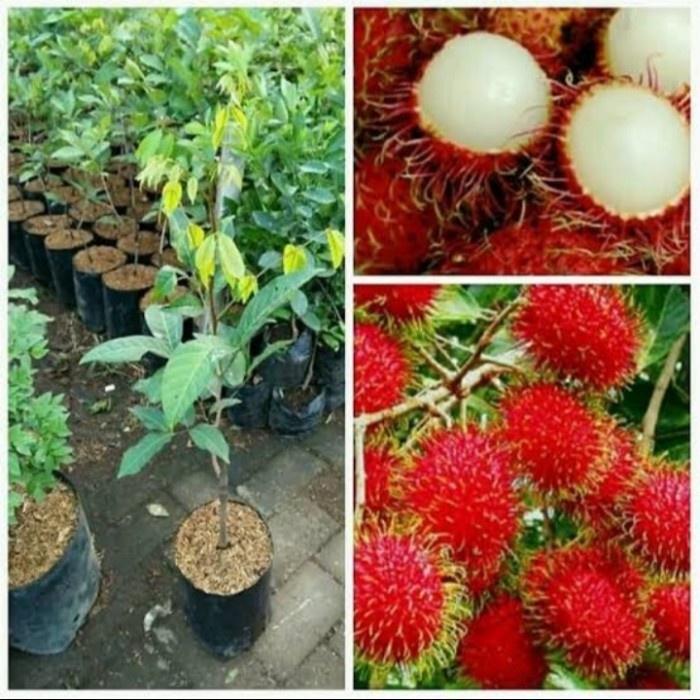 #####] bibit rambutan Binjai akulasi hasil cangkok GBTM22