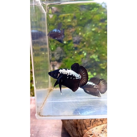 cupang black samurai