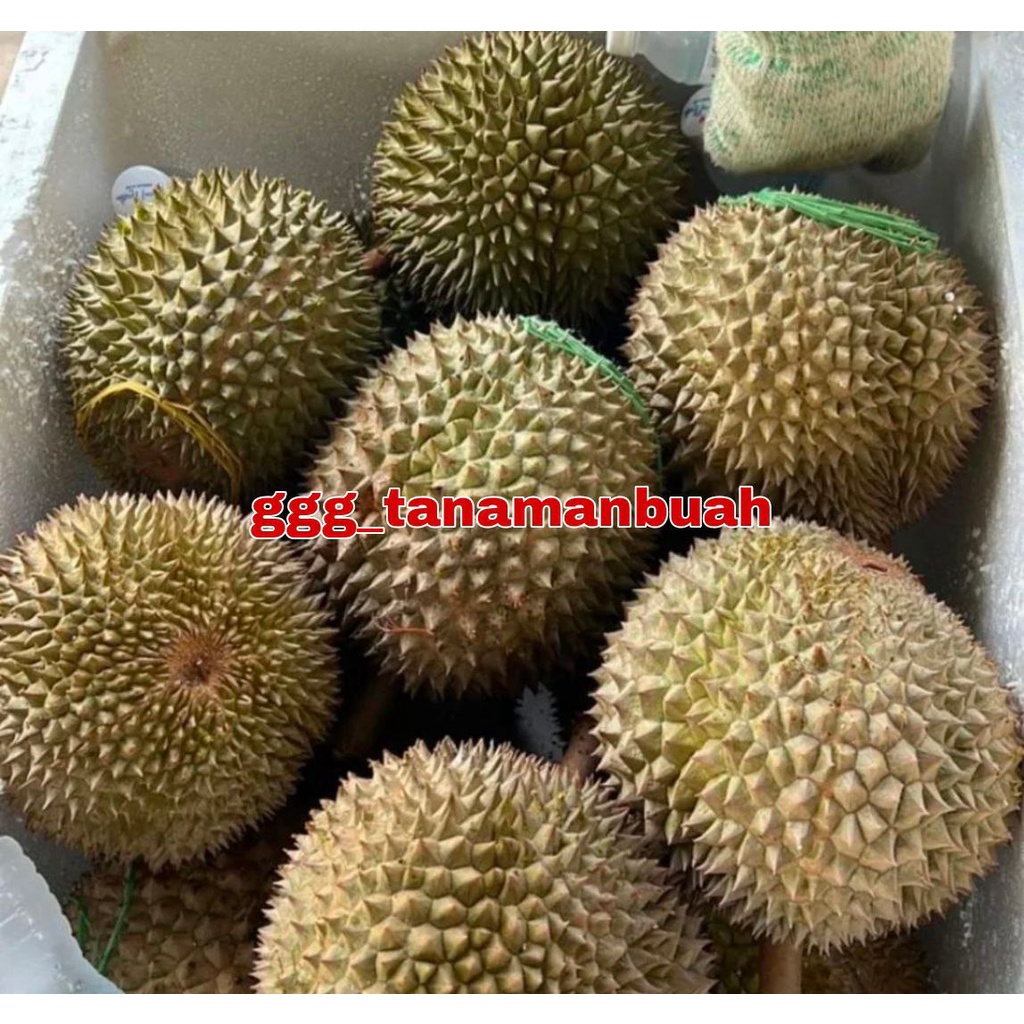 Bibit Durian Ochee Super Cepat Berbuah