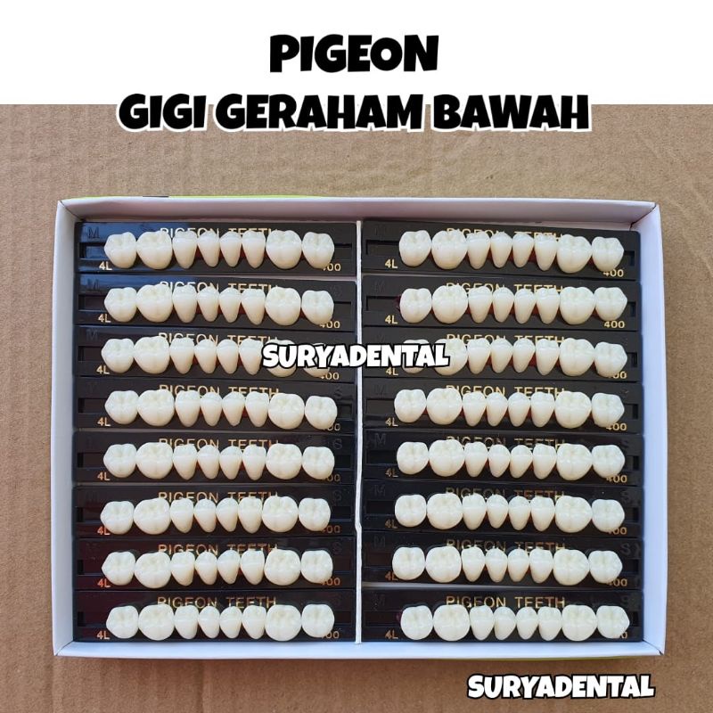 PIGEON GIGI GERAHAM BAWAH | Lower Posterior | Gigi Palsu